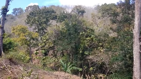 Forested Hillside Under a Bright Sky 库存影片 341799971