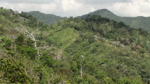 Forested hillside in the wind Stock Footage 52514315