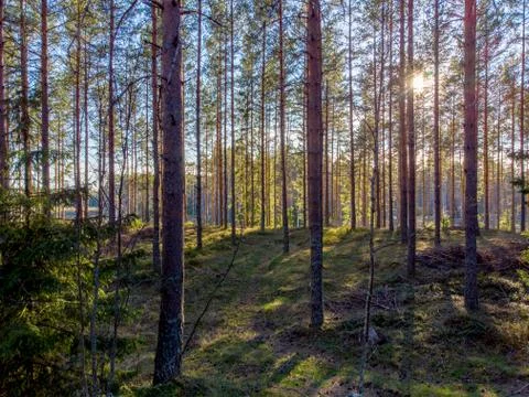 Forested Landscape Stock Photos