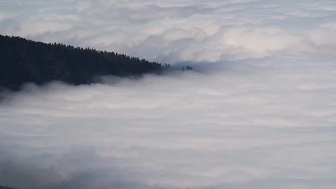 Forested mountain slope in low lying cloud with the evergreen conifers shrouded  Stock Footage 102636056