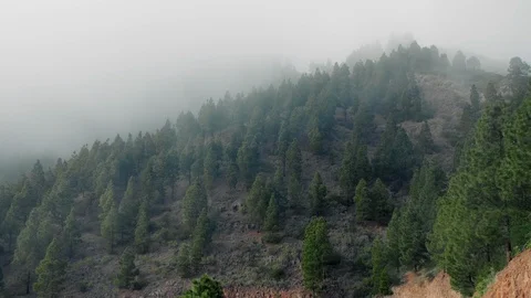 Forested mountain slope in low lying cloud with the evergreen conifers shrouded Stock Footage 121847896