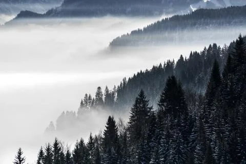 Forested mountain slope in low lying valley fog with silhouettes of evergreen Stock-Fotos