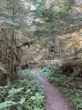 Forested pathway in old Growth Pines Stock Photos