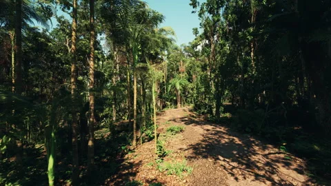 Forested pathway with tangled vines and ... | Stock Video | Pond5