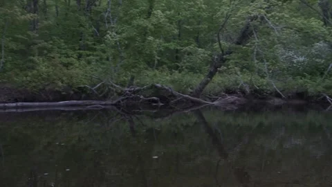 Forested river edge, North Eastern North America at dawn Stock Footage 336450399