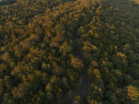 Forested Road Foto stock