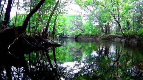 Forested Santa Fe River Spring Run Stock Footage 90104423