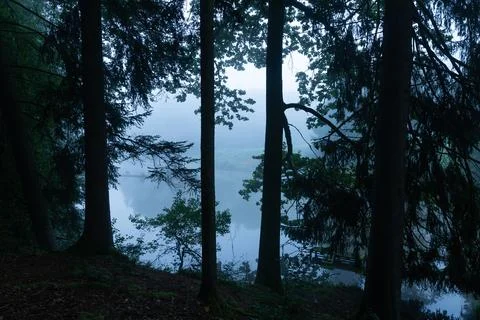 Forested serenity 스톡 사진