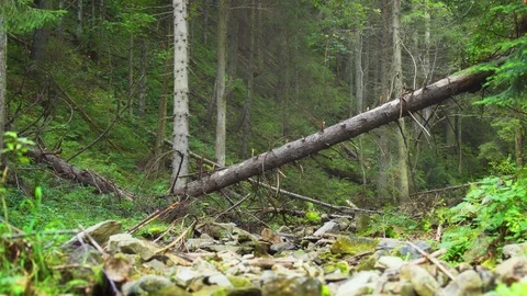 Forested Slope over Rocky Stream Bed in Carpathian Mountains Stockbeeldmateriaal 102124309