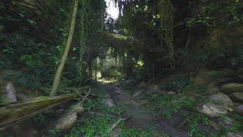 Forested tunnel shrouded in shadows with damp earth and tangled plants Stock Footage 333991868
