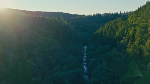 Forested Valley Stream At Sunrise - Wilderness - Mountain River Vídeos de archivo 346881508