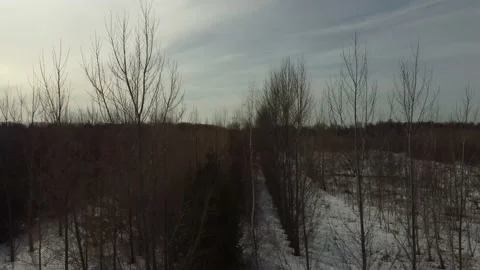 Forested winter landscape (Ascending) Stock Footage 150105876