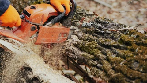 Forester cuts tree with a chainsaw, close-up Stock Footage 120474960
