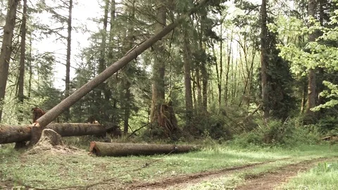 Forester Cutting Down Large Tree In Forest Stock Footage 75791046