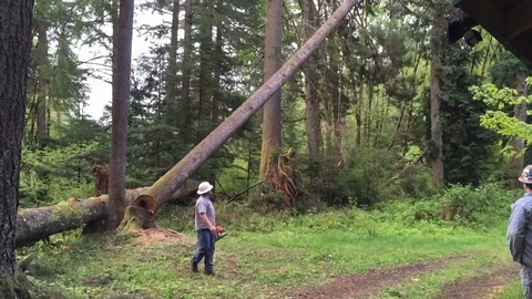 Forester Cutting Large Tree Down In Forest Stock Footage 108794628