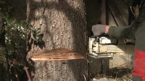 Forester fells a tree with a chainsaw Stock Footage 143964136
