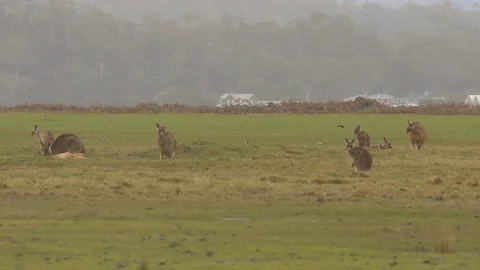 Forester kangaroo relaxing on grass Stock Footage 71694113