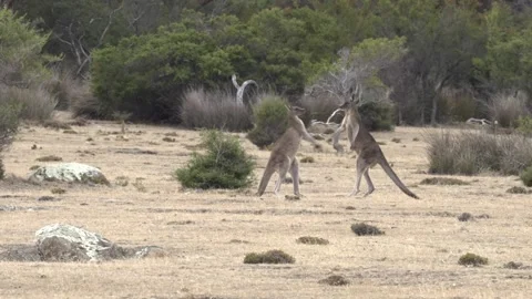 Forester Kangaroos Fighting 2 Vídeos de archivo 330981298