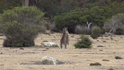 Forester Kangaroos Fighting 4 Vídeo Stock 330981302