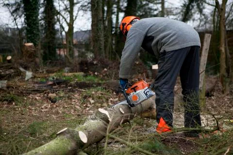 Forester Stock Photos