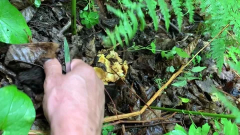 Forester picking mushrooms Stock Footage 153070697