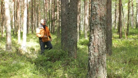 Forester Taking Care of Trees in the Forest Stock Footage 91257357