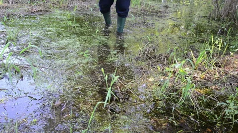 Forester wade through the overgrown grass slimy swamp forest Stock Footage 48894506