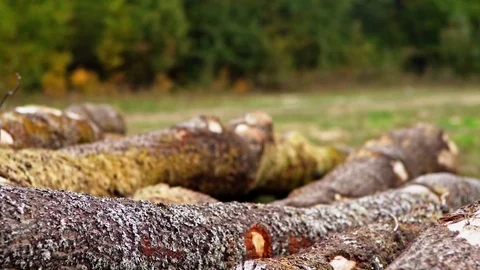 Forester Walking on Huge Tree Logs Wearing Safety Boots Slow Motion Logging  Stockbeeldmateriaal 128491789