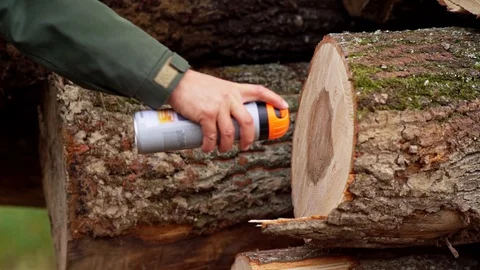 Forester Worker Marking Log with Red Spray Paint Plate Slow Motion Hand Close Up Vídeo Stock 128491798