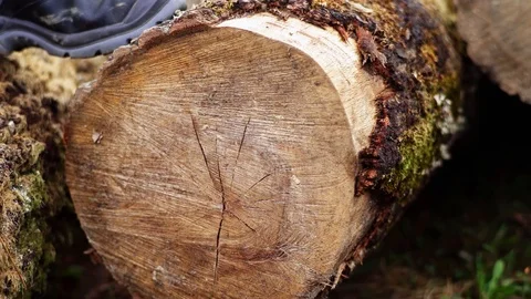 Forester Worker Marking Log with Registration Plate Number Super Slow Motion Vídeo Stock 128491712
