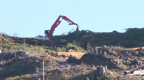 Foresters Clearcutting Stock Footage 34438875