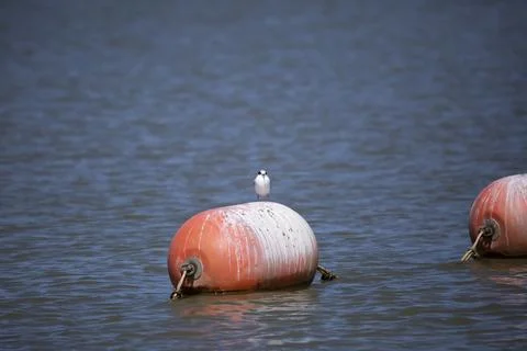 Forester's Tern Stock Photos
