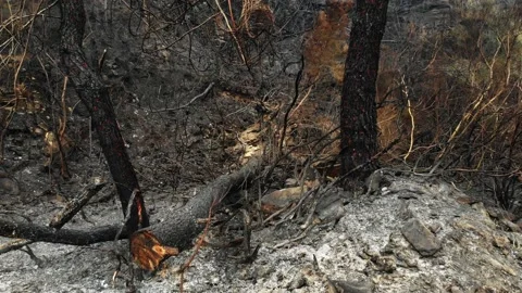 Forestfire Video stock 201490209