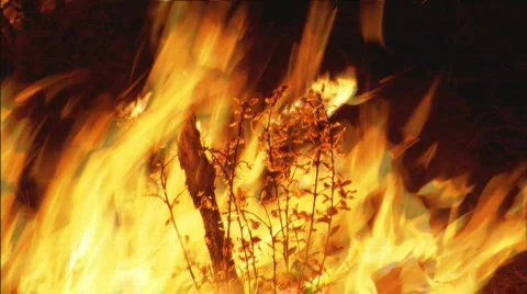 ForestFireCU Stockbeeldmateriaal 135619