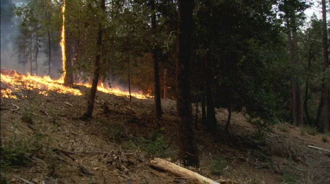 ForestFirePan Stockbeeldmateriaal 135628