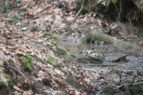 Forestground Foto stock