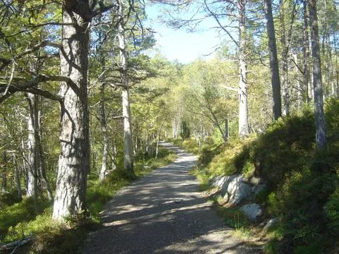 ForestHikePath Stock Photos