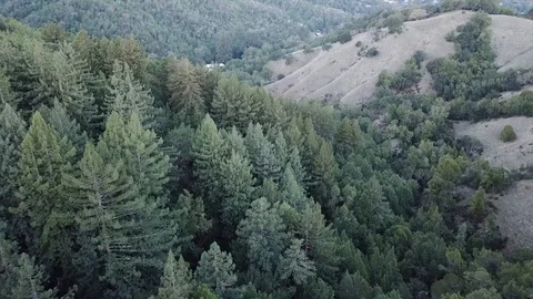 Forest/Hills 스톡 동영상 89809640