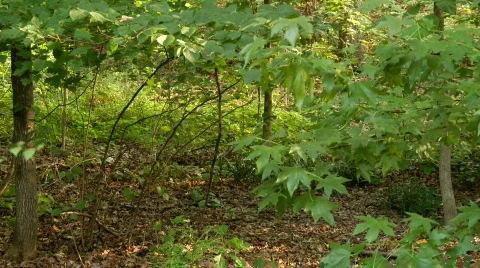 ForestLight001 Stock Footage 809194