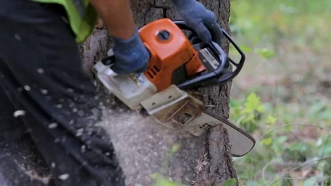 A forestman is slicing out a smaller piece of wood from a tree in order to be Stock Footage 75403799
