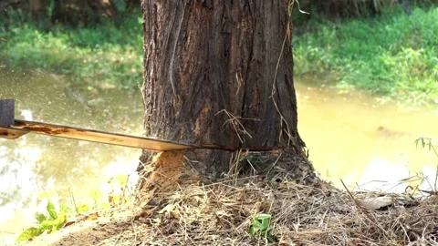 A forestman is slicing out a smaller piece of wood from a tree in order to be Stock Footage 336570786