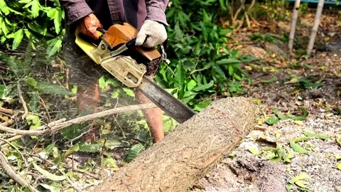 A forestman is slicing out a smaller piece of wood from a tree in order to be Stockbeeldmateriaal 336570797