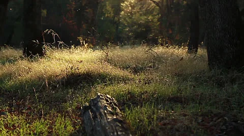 ForestMeadowLeft Stock Footage 26366885