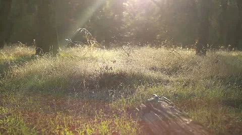 ForestMeadowRight Stock Footage 26369229