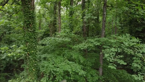ForestPan DroneShot Stock Footage 243830508