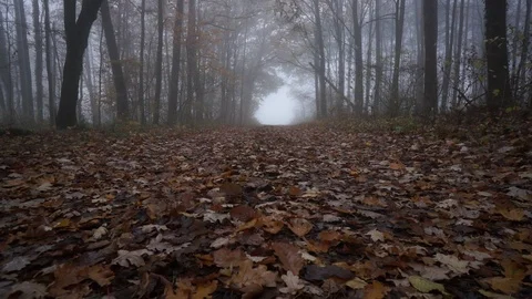 Forestride2 Stock Footage 98283629