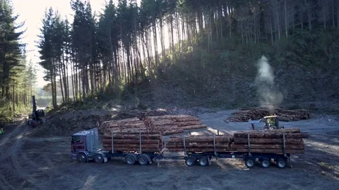 Forestry and Dawn Drone Stock Footage 130286435