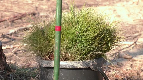 Forestry and reforestation. Stock Footage 313443763