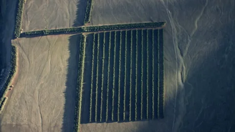 Forestry block of pine trees in New Zealand aerial Stock Footage 192225937