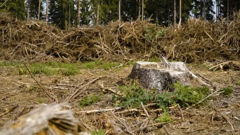 Forestry - climate change, cut trees Video stock 94641573